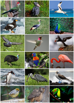 Go to 1st Grade Bird Research Links